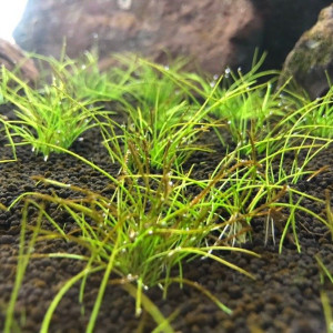 Eleocharis Pussilla