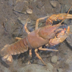 Cambarus bartonii