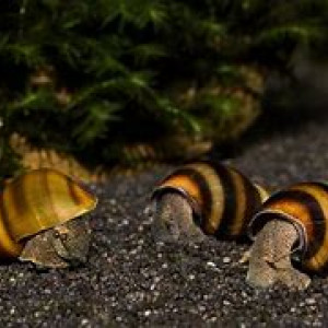 Brotia manningi