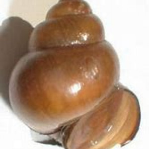 Cipangopaludina chinensis