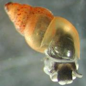 Potamopyrgus antipodarum