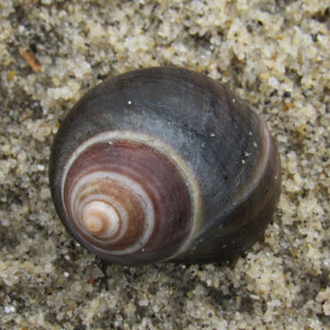 Littorina littorea