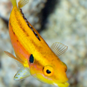 Bodianus Bimaculatus