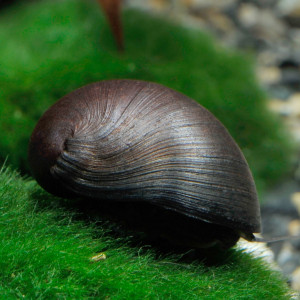 Neritina pulligera