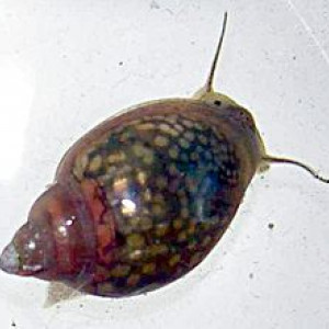 Physa acuta