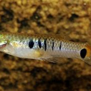Poecilia parae