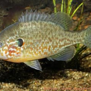 Lepomis gibbosus