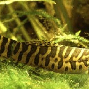 Acanthocobitis botia