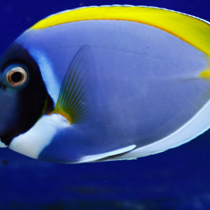 Acanthurus leucosternon