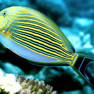 Acanthurus lineatus