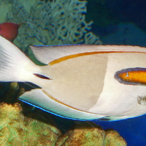 Acanthurus olivaceus