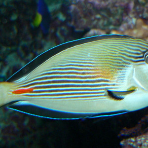 Acanthurus sohal