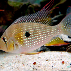 Acarichthys heckelii