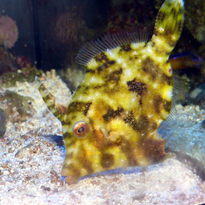 Acreichthys tomentosus 