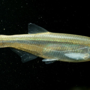 Alburnus alburnus