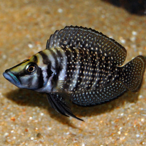 Altolamprologus calvus