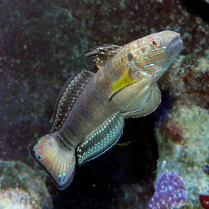 Amblygobius phalaena