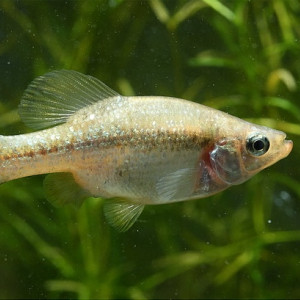 Ameca splendens