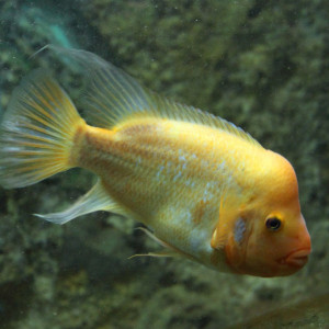 Amphilophus citrinellus