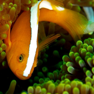 Amphiprion akallopisos