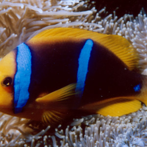 Amphiprion chrysopterus