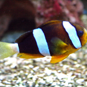 Amphiprion clarkii