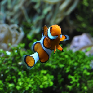 Amphiprion ocellaris