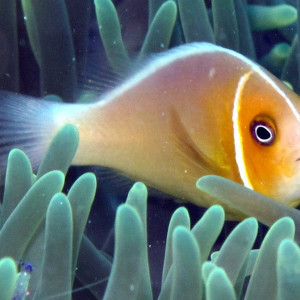 Amphiprion perideraion