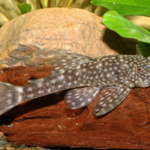 Ancistrus multispinis