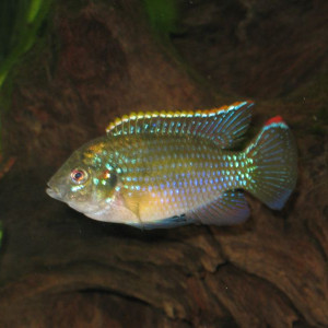 Anomalochromis thomasi