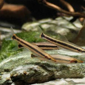 Anostomus ternetzi