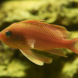 Anthias anthias