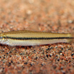 Apareiodon affinis