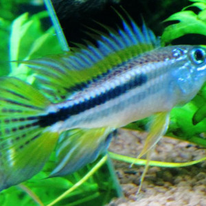 Apistogramma bitaeniata