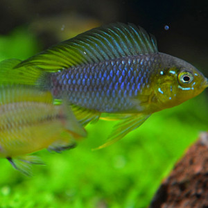 Apistogramma borellii