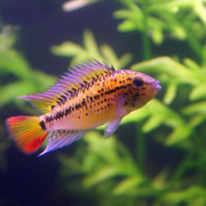 Apistogramma guttata