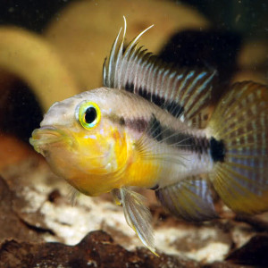 Apistogramma huascar