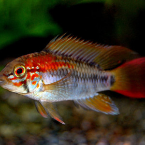 Apistogramma macmasteri