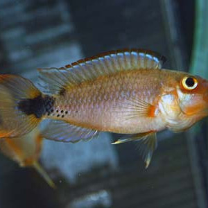 Poisson apistogramma martini (apistogramma martini) fiche complète