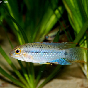 Apistogramma steindachneri