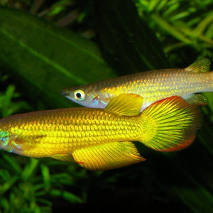 Aplocheilus lineatus