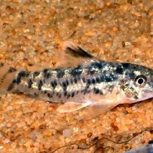 Aspidoras eurycephalus