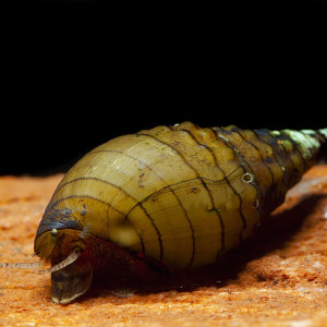 Tarebia lineata