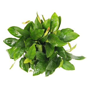 Anubias barteri