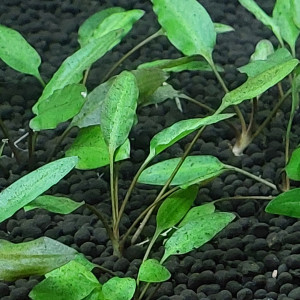 Cryptocoryne Lutea Hobbit
