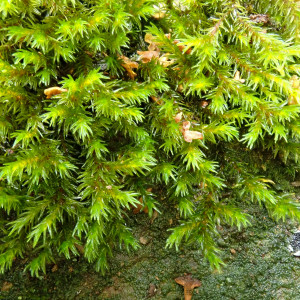 Racomitrium aquaticum