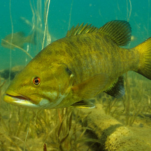 Micropterus dolomieu