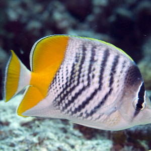 Chaetodon mertensii