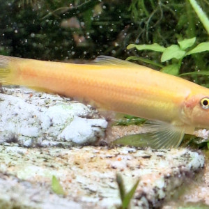 Gyrinocheilus aymonieri