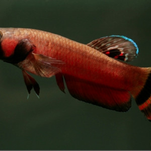 Betta macrostoma